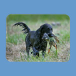 Flatcoated Retriever with duck magnet magnets