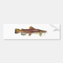 Flathead Catfish Bumper Sticker