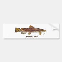 Flathead Catfish Bumper Stickers