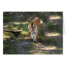 Flavio 012 greeting card
