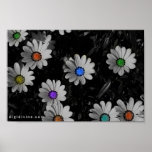Flavoued Daisies