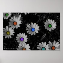 Flavoued Daisies