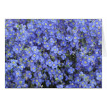 Flax Flowers at Longwood Gardens, Pennsylvania cards