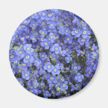 Flax Flowers at Longwood Gardens, Pennsylvania Magnets