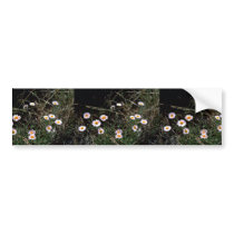 Fleabane Aster Bumper Stickers