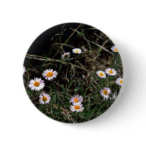 Fleabane Aster Pinback Buttons
