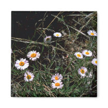 Fleabane Aster Magnets