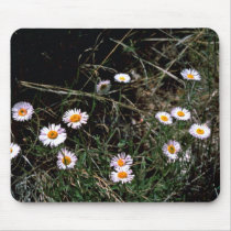 Fleabane Aster Mouse Pads