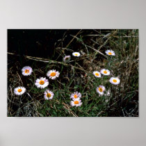 Fleabane Aster Posters