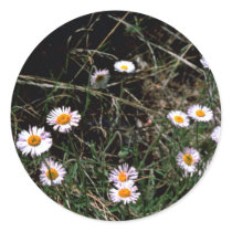 Fleabane Aster Round Stickers