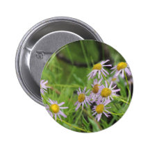 Fleabane daisy wildflower erigeron pins