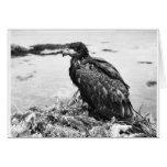 Fledgling Bald Eagle in Nest Greeting Card