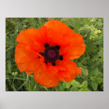 Fleur de pavot poster