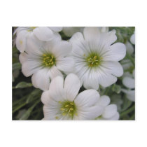 Fleurs blanches postcards