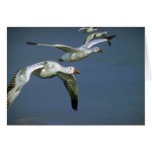 Flight of the Snow Geese Greeting Cards