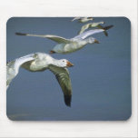 Flight of the Snow Geese Mouse Pads