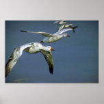 Flight of the Snow Geese Print