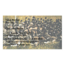 Flightless Brant in Trap Business Card