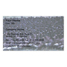 Flightless Brant in Trap Business Card Template