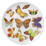 Flights of Fantasy Butterfly Plate by S. Ambrose plates