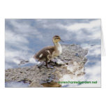 Floating Duckling Greeting Card