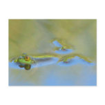 Floating Frog postcards