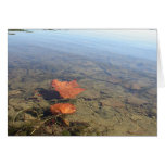 Floating Leaves cards