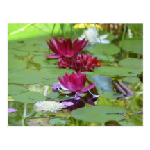 Floating Lotus Postcard