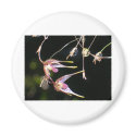 floating orchids magnets