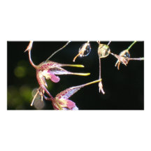 floating orchids photo card