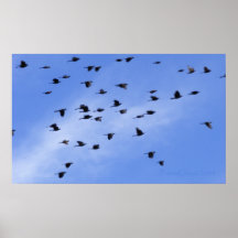 Flock 1 posters