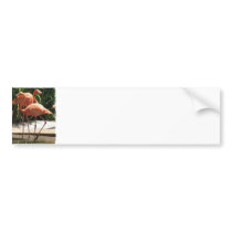Flock of Flamingos Bumper Stickers