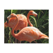 Flock of Flamingos Postcard