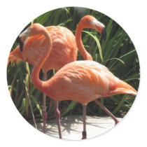 Flock of Flamingos Stickers