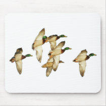 Flock of Mallards in Flights- Ducks