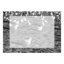 Flock of seagulls standing on florida beach invites