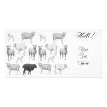 Flock of Sheep Photo Card