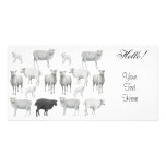 Flock of Sheep Photo Card photo cards