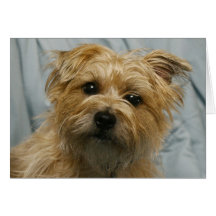 floppy eared terrier card