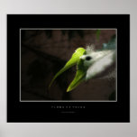Flora and Fauna posters