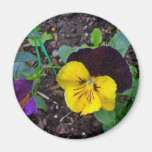 Flora of Yellow and Purple Pansies Magnet