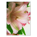 Floral All occassion cards