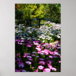 "Floral Bridge", African Daisies posters