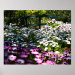 "Floral Bridge", African Daisies posters