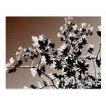 Floral Echo Postcard