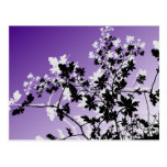 Floral Echo Postcard