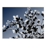 Floral Echo Postcard