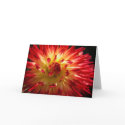Floral Firework cards