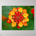 Floral Fireworks - Poster posters