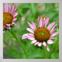 Floral Inspirations Poster